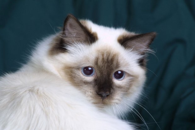 Les origines des chats Ragdoll, des photos de chats Ragdoll et la personnalité des chats Ragdoll