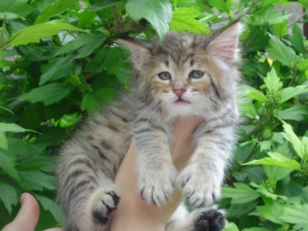 Alimentation des chats Pixie-Bob