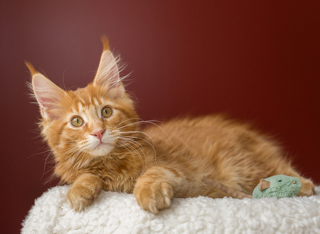 Chaton Maine Coon roux