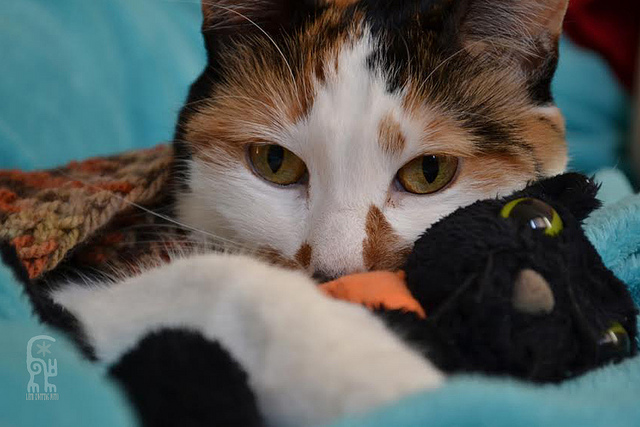 Un chat peut-il être infecté par un humain ?