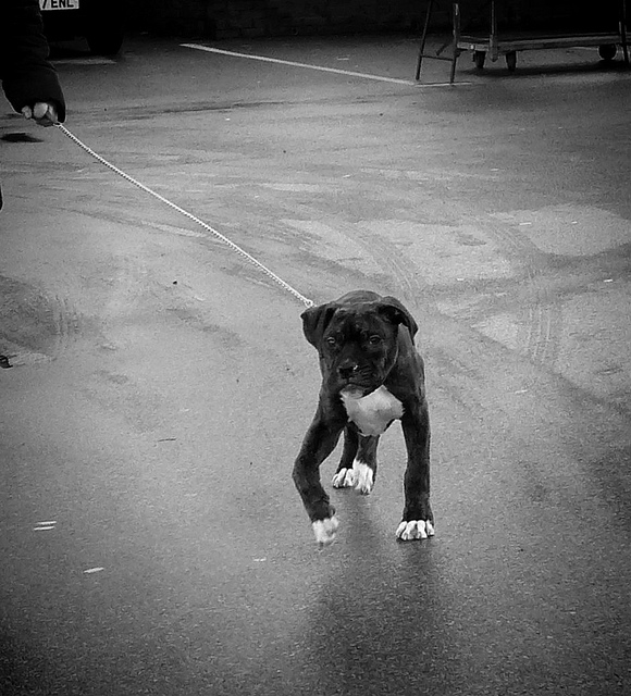 rachitisme chez un chiot