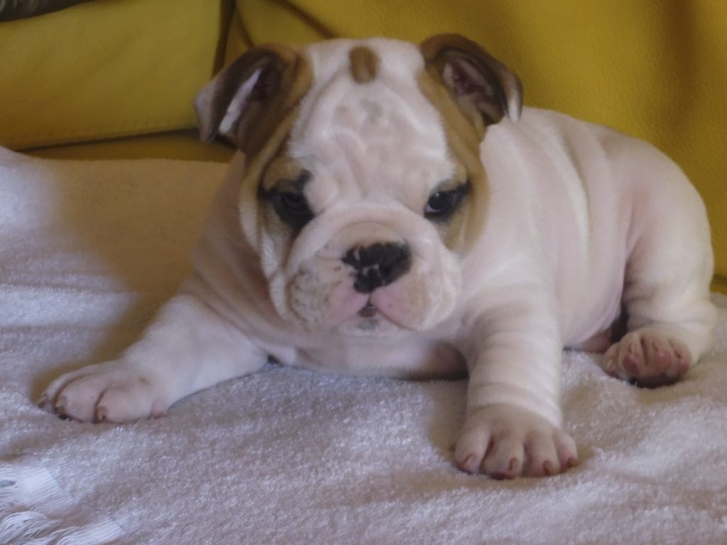 chiot bouledogue anglais