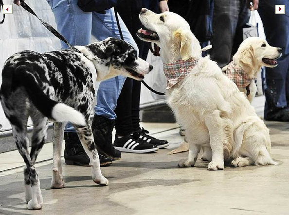 exposition canine
