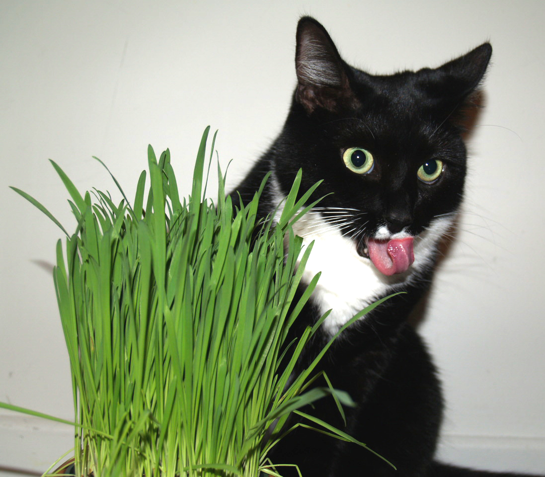 Le chat mange de l'herbe