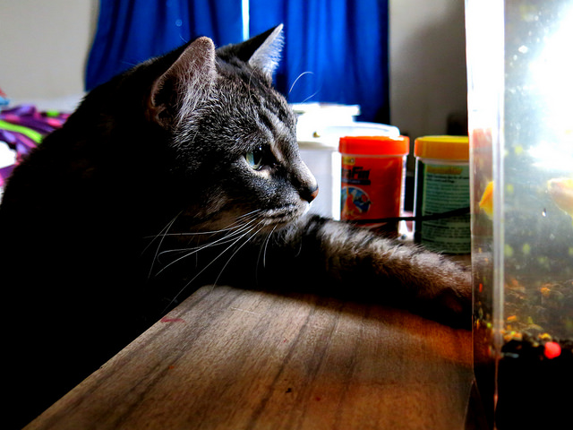 Les chats adorent observer les habitants de l'aquarium