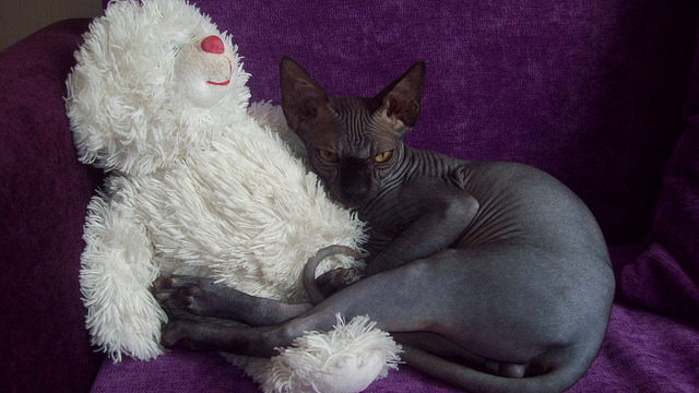 C'est l'hérédité qui influence un chaton.