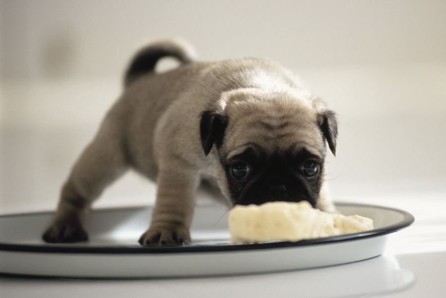 Comment nourrir un chiot