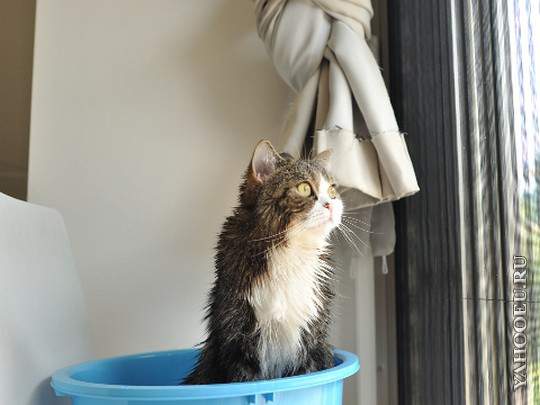 un foyer sûr pour un chat