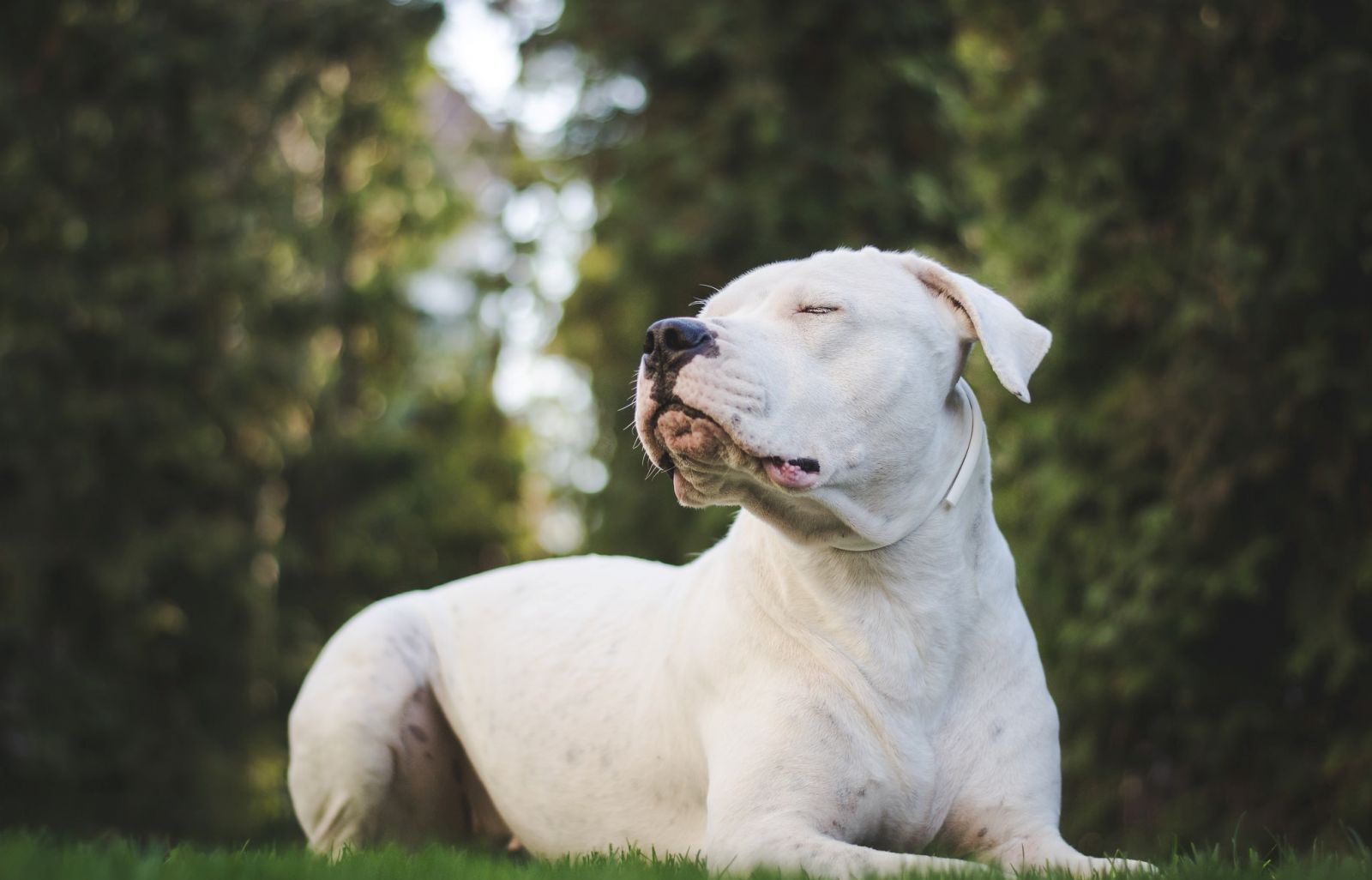 Dogo Argentino