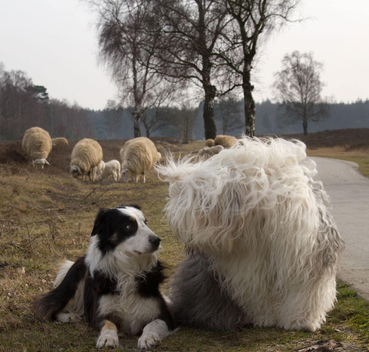 Bobtail et un chien surpris