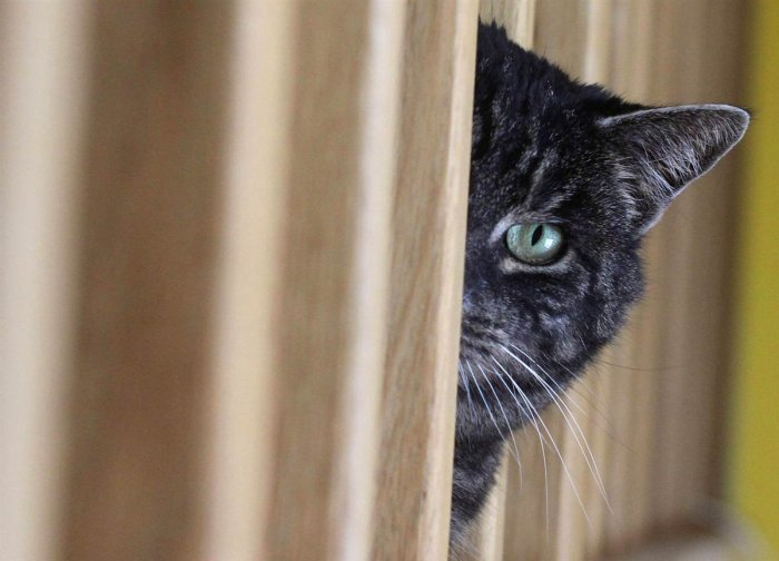 Le chat se comporte mal.