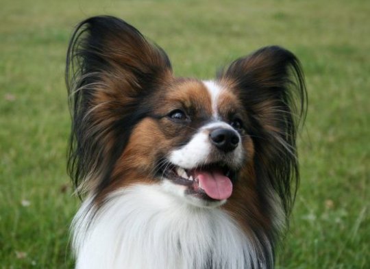 Papillon, un chien de race Papillon