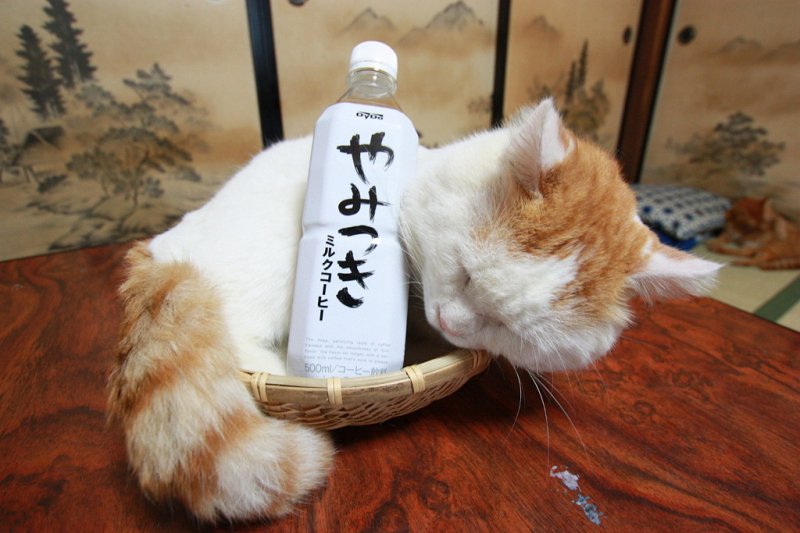 chat au Japon
