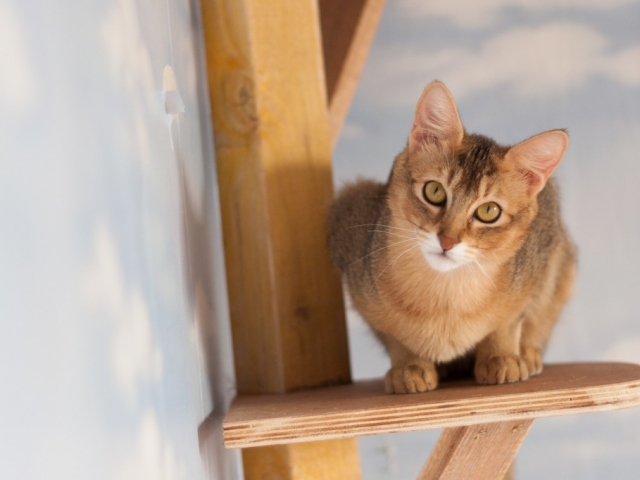 apparence des chats Chausie