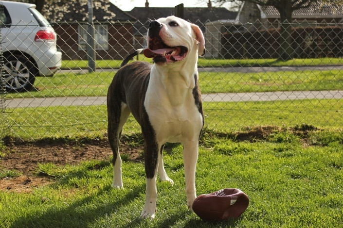 American Bulldog jouant
