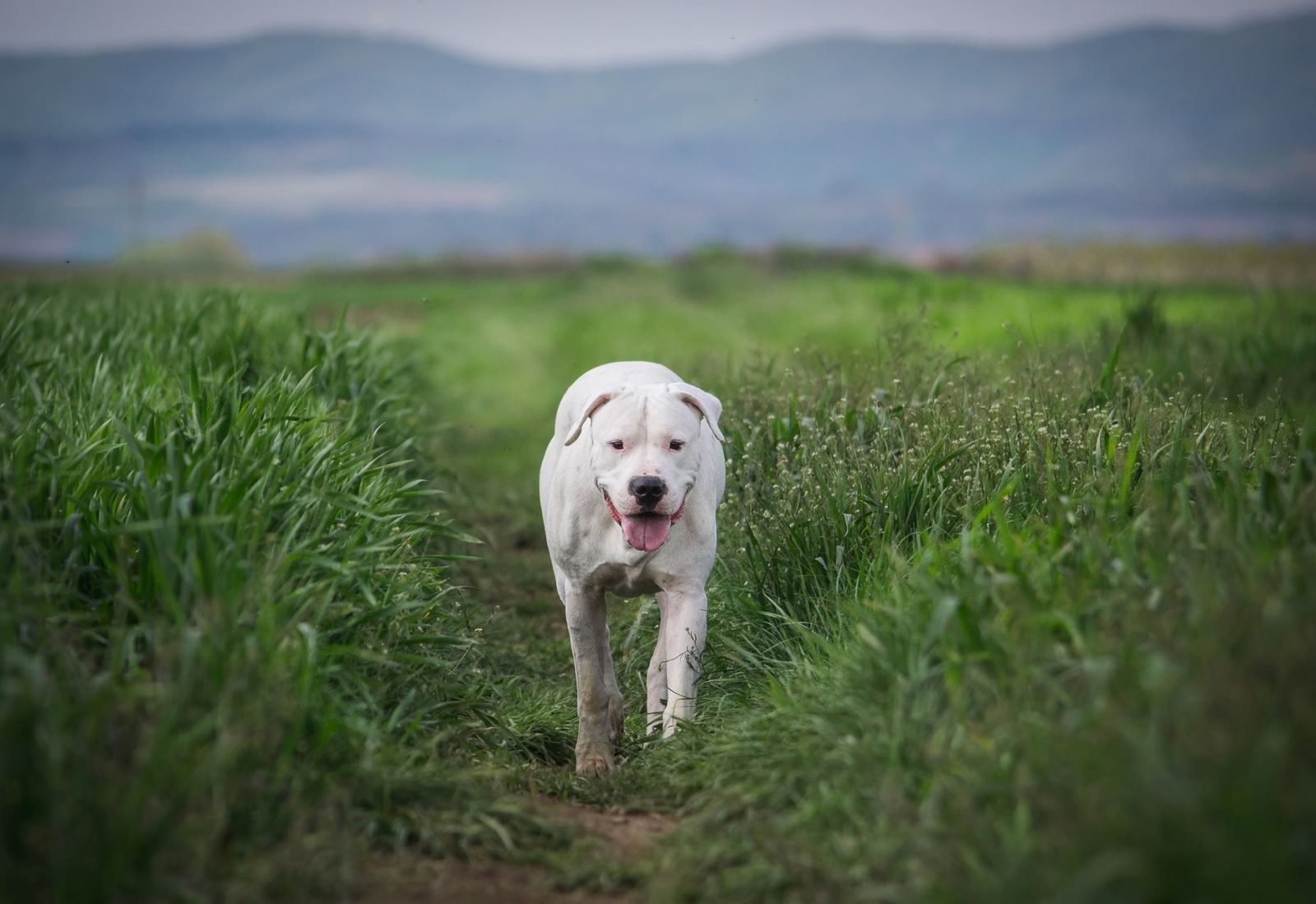 Dogo Argentino (photo)