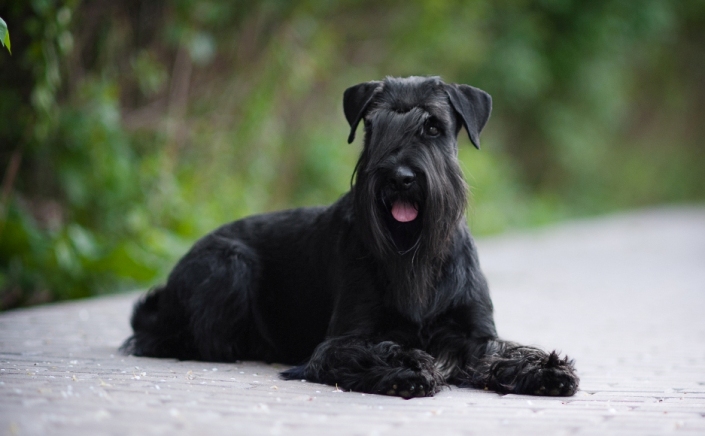 Chiens Schnauzer moyens