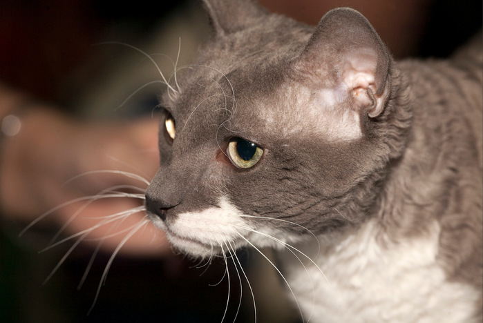 caractère des Rex de l'Oural