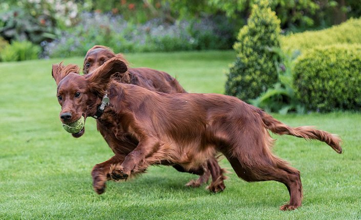 Dressage de setter irlandais