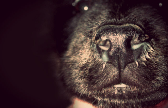 Rhinite purulente chez un chien