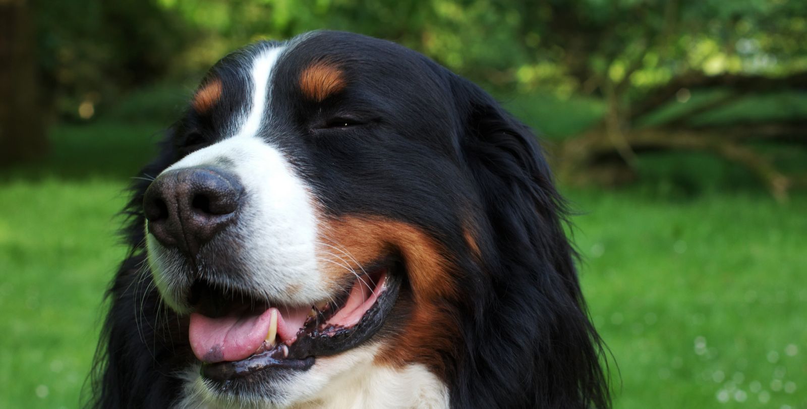 Bouvier bernois (Bouvier bernois)