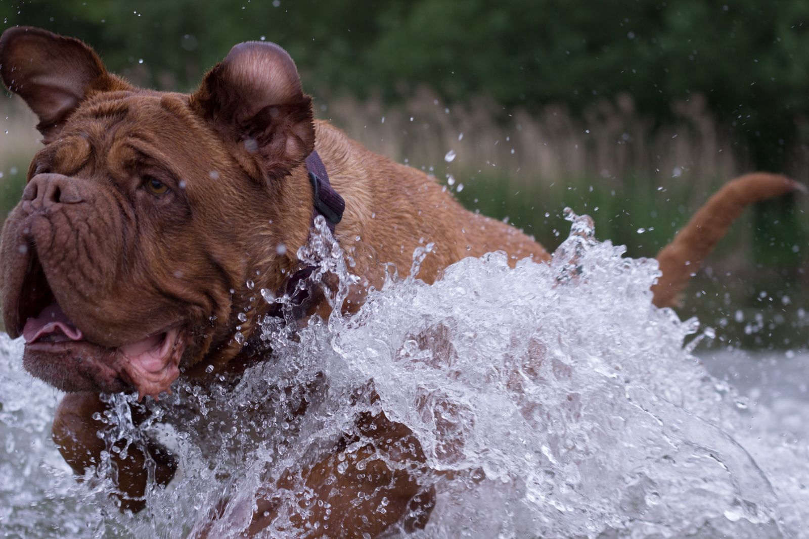 activité physique du Dogue de Bordeaux