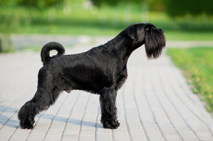 apparence et standard du Mittel Schnauzer
