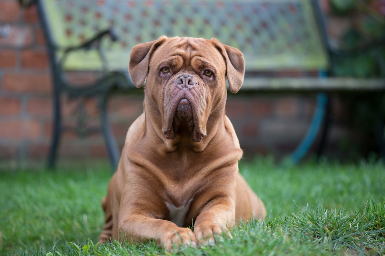 Photo de Dogue de Bordeaux