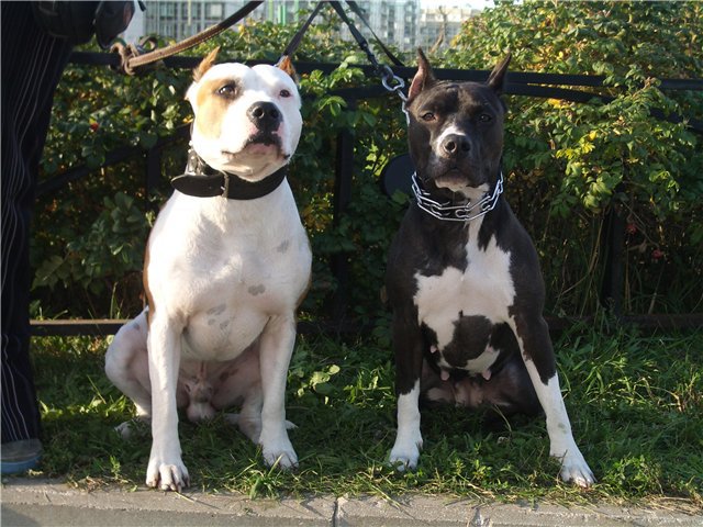 race de chien Pit Bull Terrier