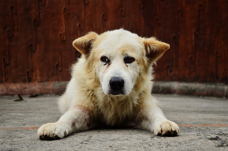Un chien a été trouvé