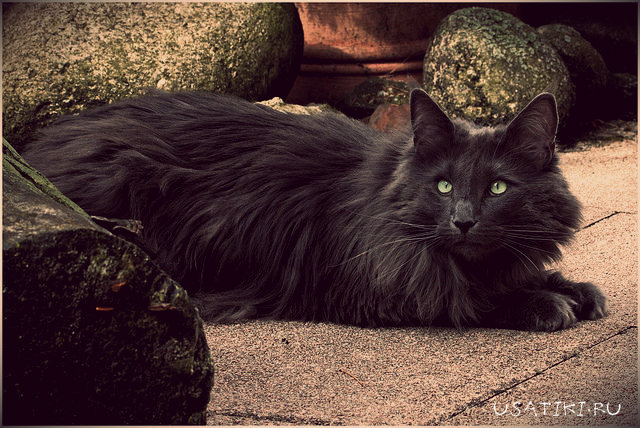 Cystite chez un chat