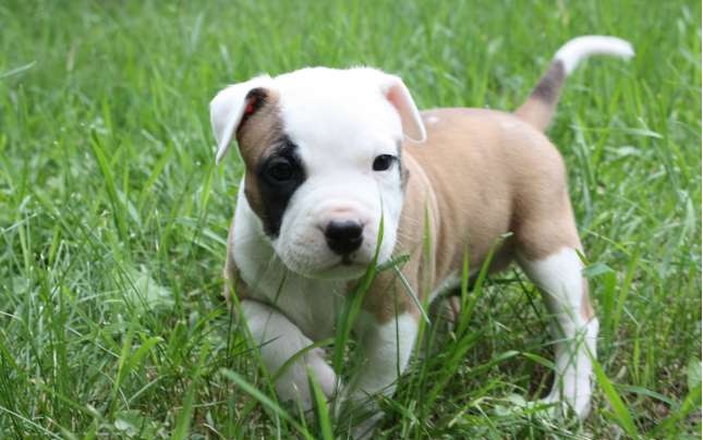 Photo d'un chiot American Pit Bull Terrier