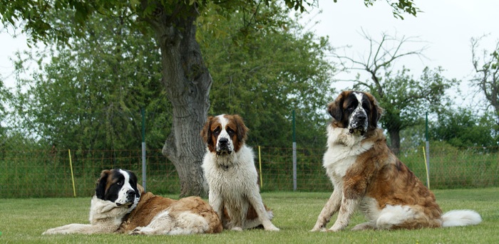 chiens de garde de Moscou