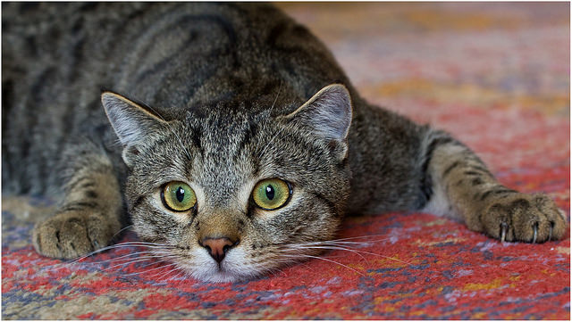 Un chat atteint de cirrhose du foie est très léthargique.