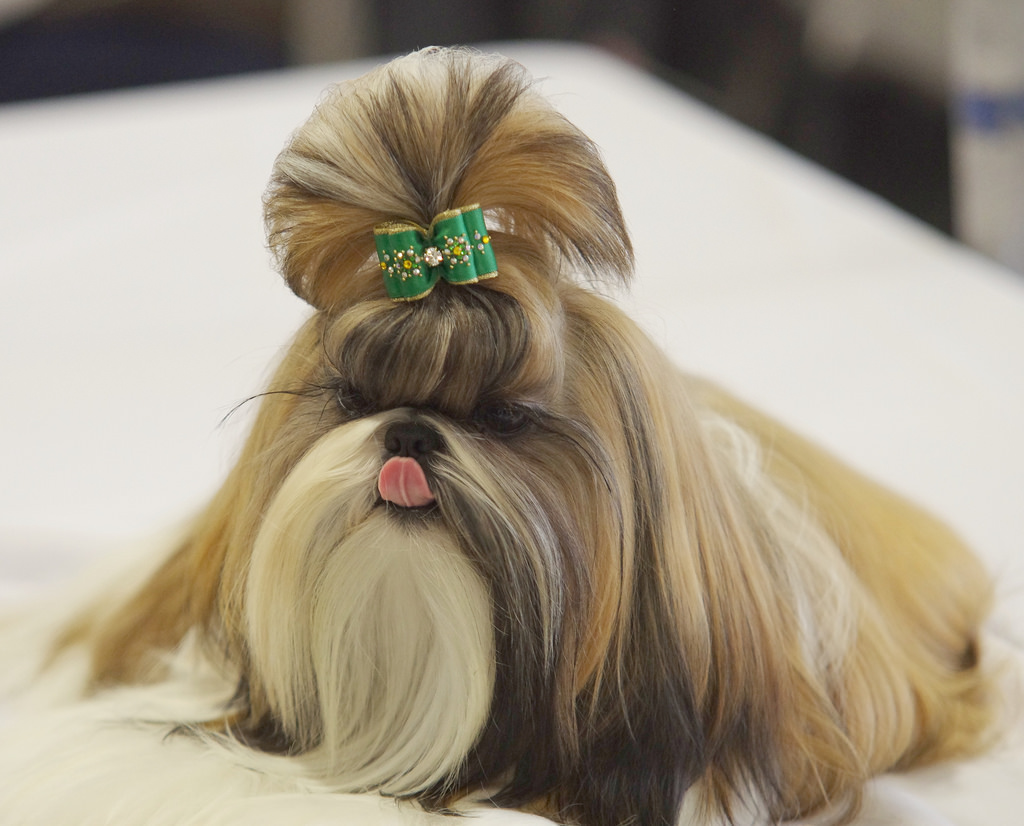 coiffure Shih Tzu