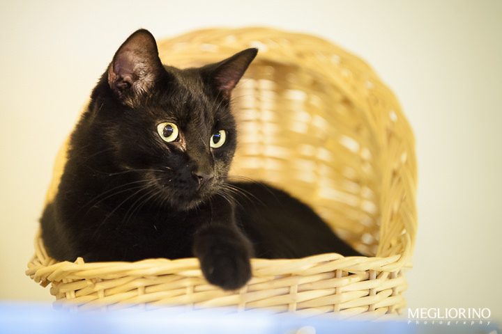 Chat noir dans un lit