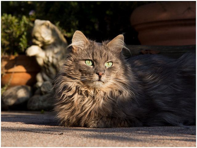 Symptômes de la pancréatite chez le chat