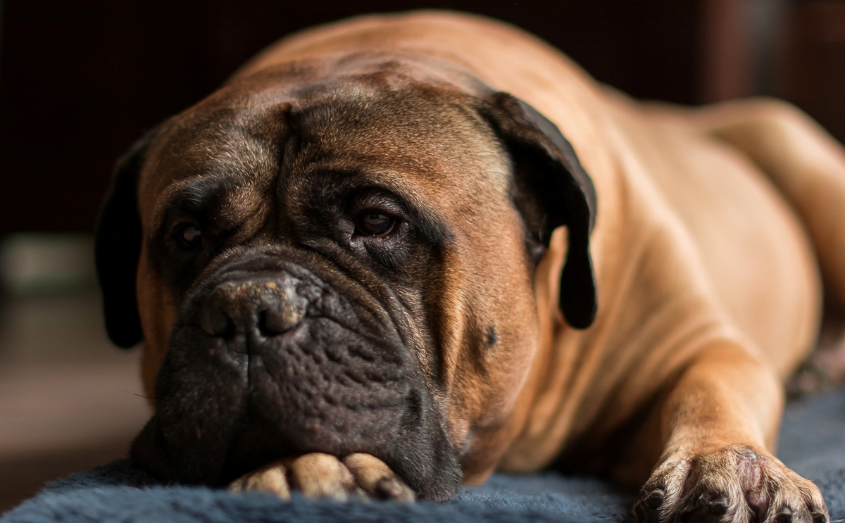 bullmastiff au repos