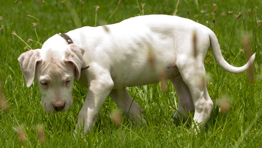Chiot Dogo Argentino