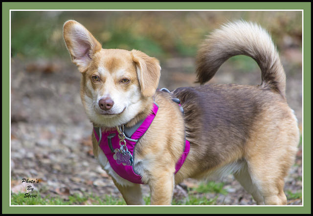 Un chien aux grandes oreilles