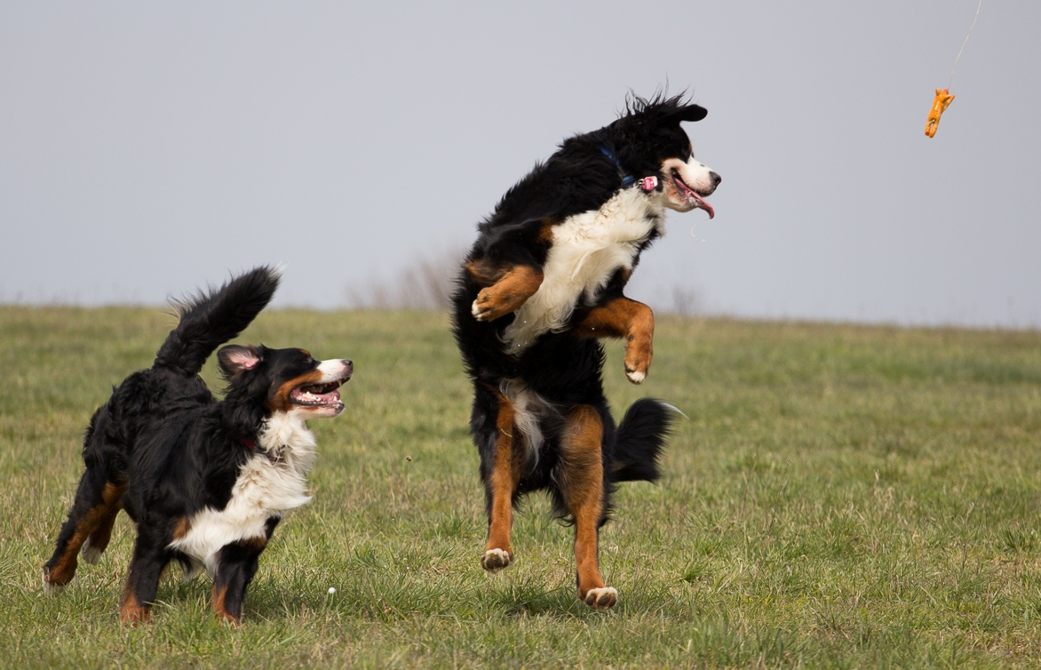 couple de bergers bernois