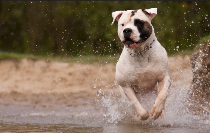 Programme d'exercices pour American Bulldog