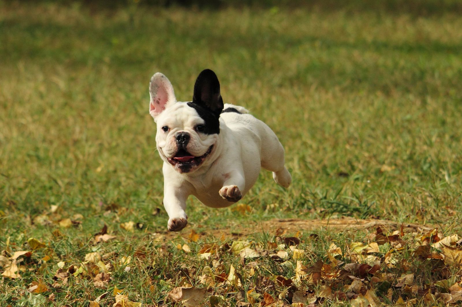 Bouledogue français