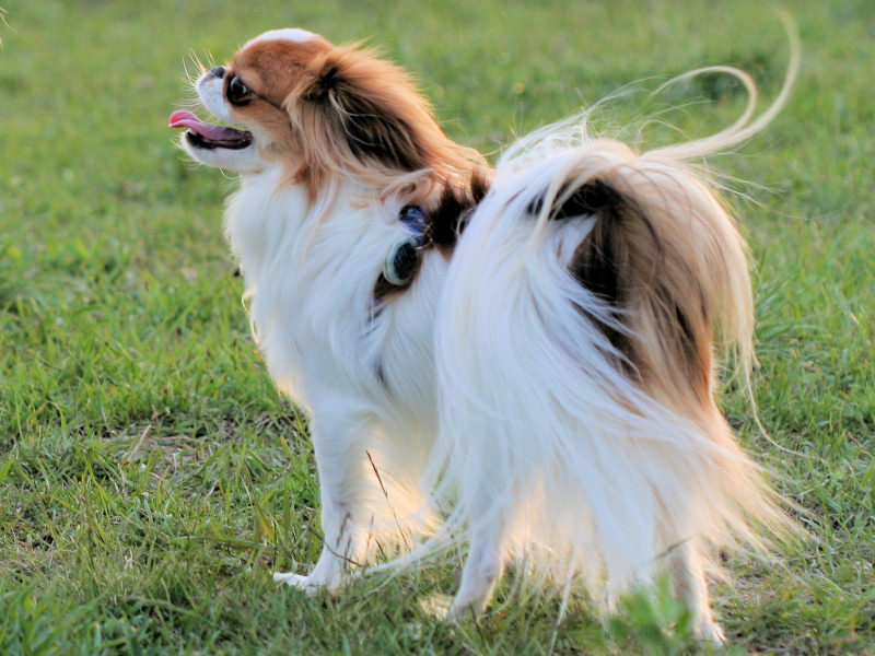 Photo de menton japonais