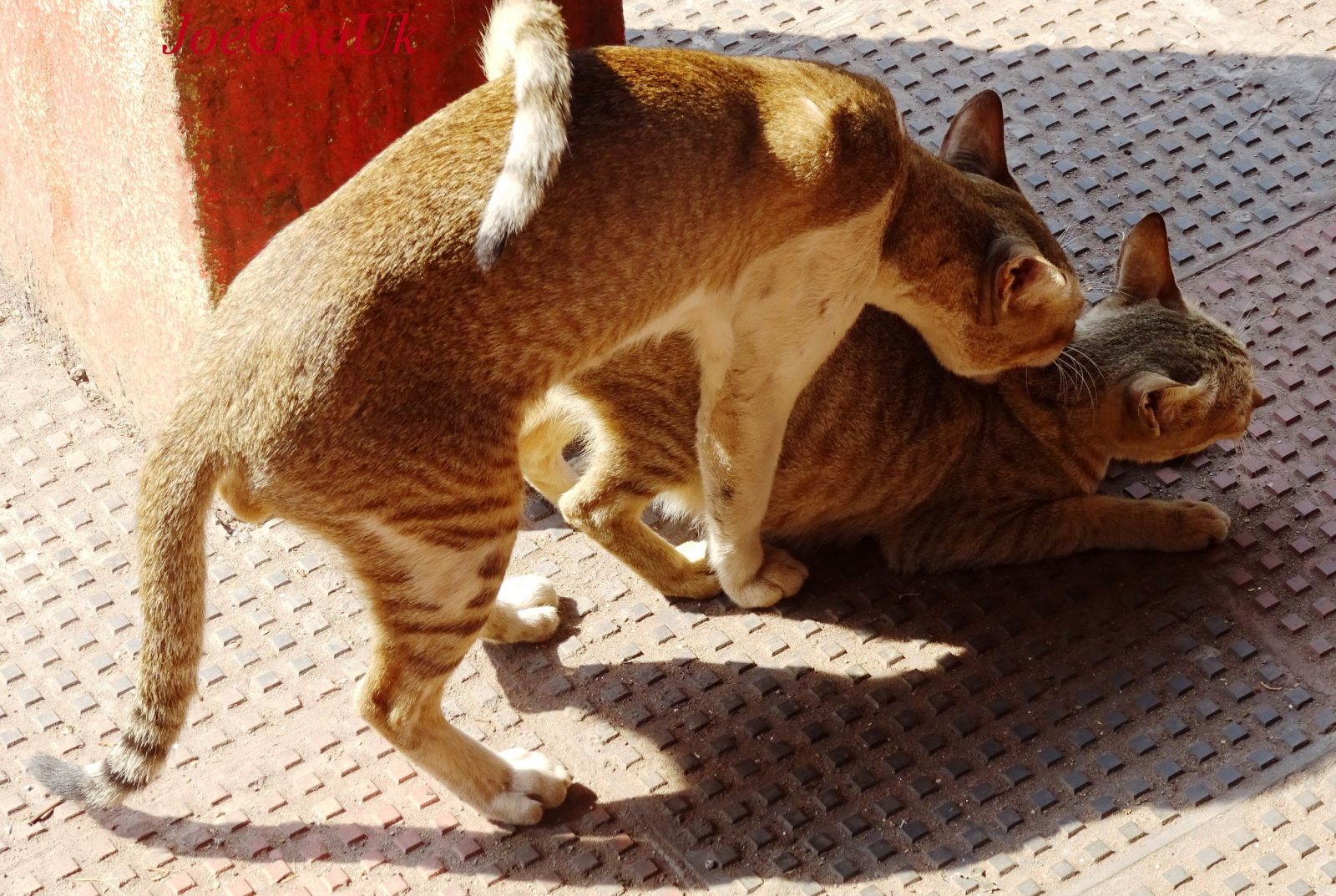 chats en accouplement