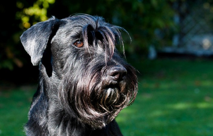 Schnauzer moyen noir