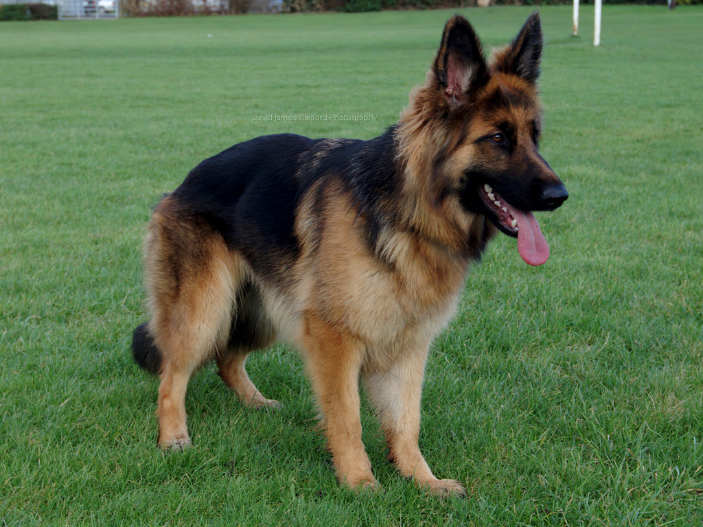 Berger allemand sur l'herbe