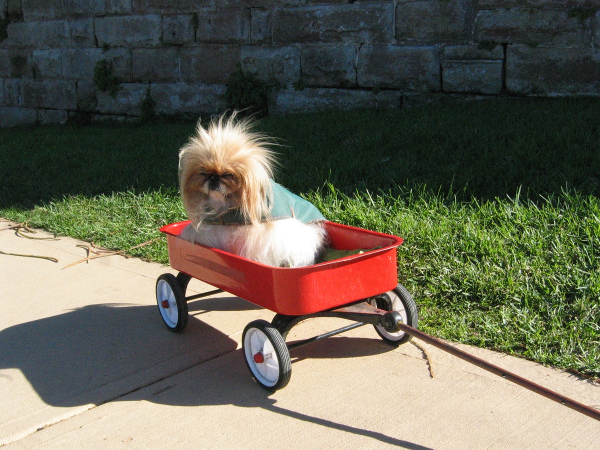 race de chien pékinois