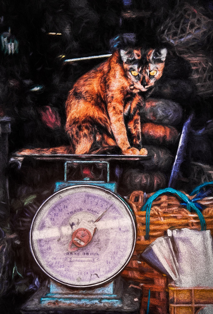 Ne suralimentez pas vos animaux de compagnie !