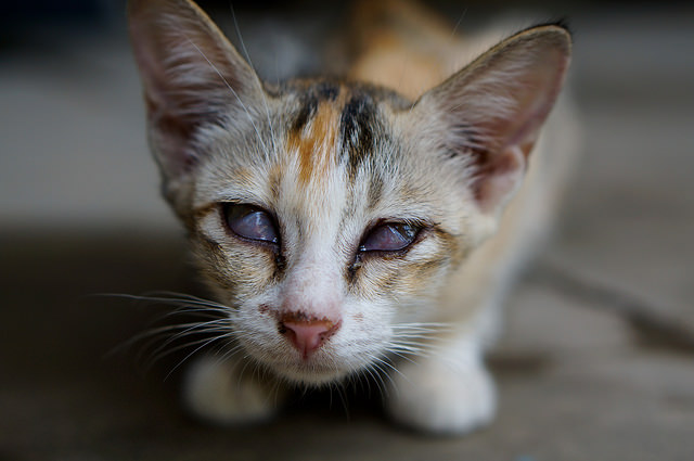 Cataractes chez un chat